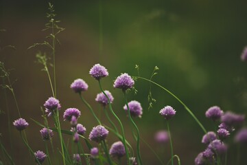 Vibrant scene of chives growing in a backyard garden in Ontario, Canada