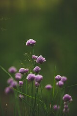 Vibrant scene of chives growing in a backyard garden in Ontario, Canada