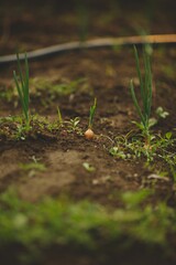 Fresh onion sprouts in the backyard garden