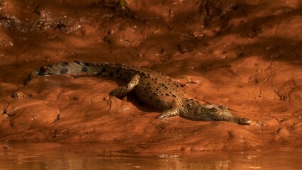 Saltwater crocodile in its natural habitat of a swampy area in Costa Rica