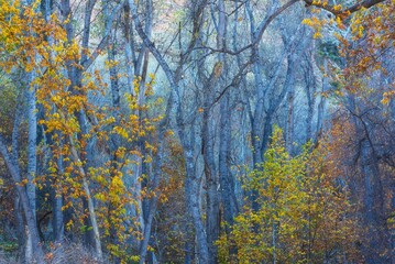 Idyllic landscape with trees adorned with vibrant autumn foliage in Aravaipa Canyon