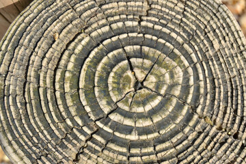 Fototapeta premium Texture bois