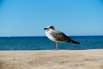 Juvenile seagull perched on the seaside against the backdrop of blue sea and sky