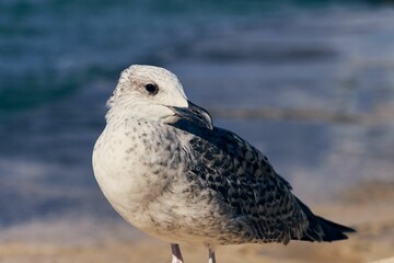 Closeup shot of a juvenile seagull perched on the beach