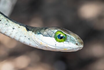 Small snake's head and beady green eyes, looking straight at the camera
