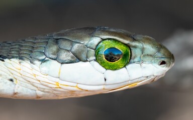 Small green snake perched on a wooden stick, its large eye staring intently at the camera