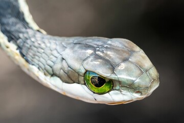 Reptilian snake's head, featuring two green eyes and a pattern of scales along its forehead