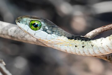 Snake coiled around a branch with its bright green eyes staring into the camera