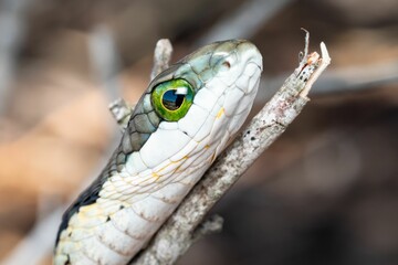 Green-eyed reptile perched on a thin twig in a natural environment