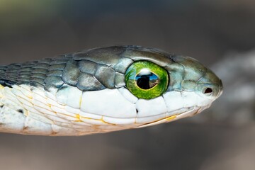 Small snake's head and beady green eyes, looking straight at the camera