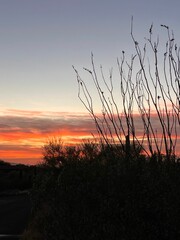 a sunset view in a remote part of the area behind trees
