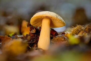 the mushroom is sitting on the ground near many fallen leaves