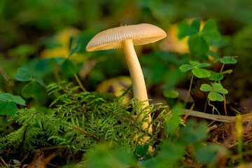 a mushroom is standing alone amongst some greenery near leaves
