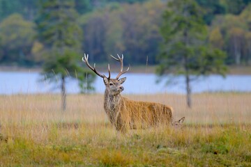 a deer is walking in the grass near water and trees