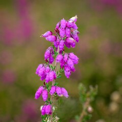 a purple flower growing in a field of flowers with another flower