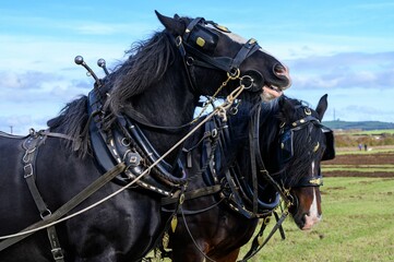 two black horses tied together in a grassy field looking into the distance