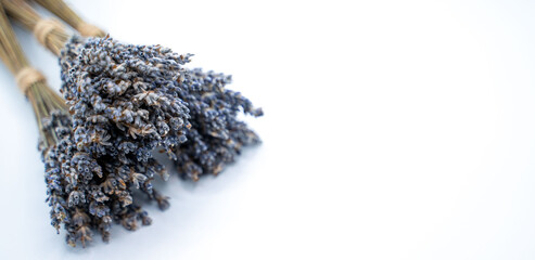 lavender isolated on white background