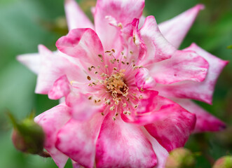 close up of pink rose, selective focus