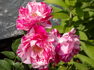 pink and white rose