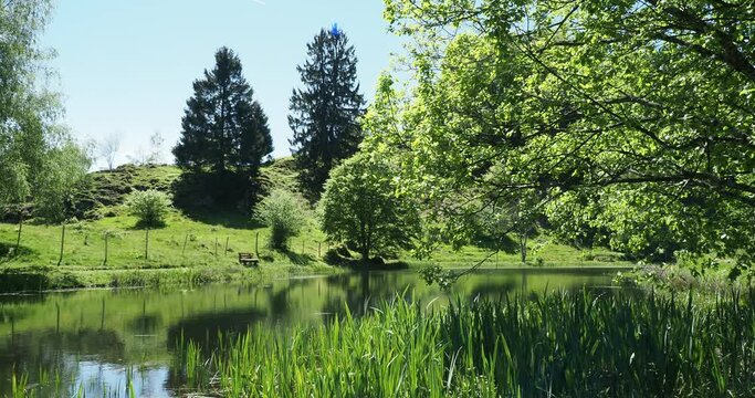 Rund um Sch&ouml;nau im S&uuml;dschwarzwald. Der Letzbergweiher mit ruhigem Wasser, umgeben von dichter Vegetation, Schilf und Str&auml;uchern am Rande gr&uuml;ner Wiesen am Fu&szlig; des Berges
