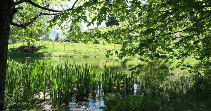 Am Letzbergweiher bei Sch&ouml;nau zwischen dem Philosophen-weg und Letzberg. Natur und Ruhe am Wasser im Schatten der B&auml;ume
