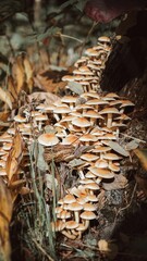 Close-up of a collection of wild mushrooms growing on a log in a natural outdoor setting