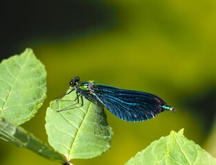 a blue dragonfly perched on top of green leafes