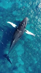 Fototapeta premium An aerial view of a humpback whale in clear waters