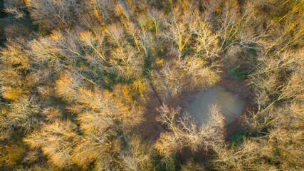 Autumn Aerial Tapestry: Nature's Final Brushstroke.