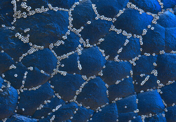Abstract pattern of barnacles on dark blue rock surface