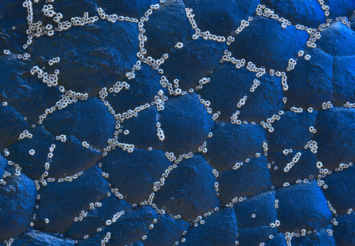 Abstract pattern of barnacles on dark blue rock surface