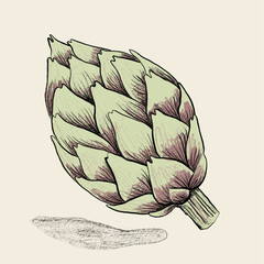 Artichoke illustration on a plain background