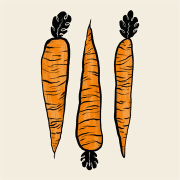 Artistic carrot illustration trio