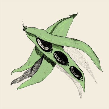 Green bean pod illustration