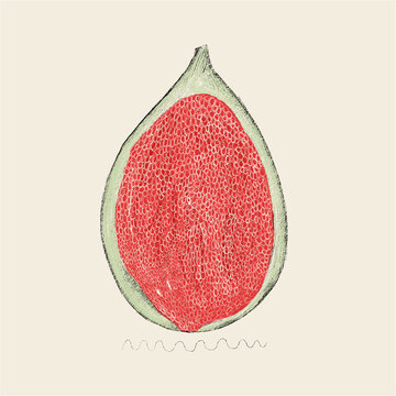 Detailed illustration of a cross-section of a fig