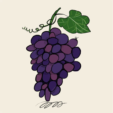 Illustration of a bunch of purple grapes