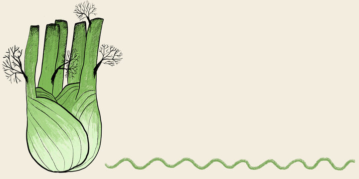 Illustration of a fennel bulb with artistic flair