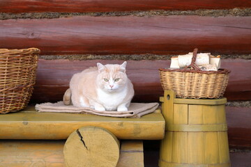 On a terrace of log cabin a ginger cat sits on a wooden yellow bench next to an old yellow barrel between a wicker baskets. 