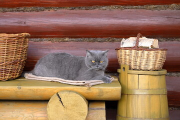 On a terrace of log cabin a grey cat sits on a wooden yellow bench next to an old yellow barrel between a wicker baskets. 