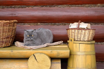 On a terrace of log cabin a grey cat sits on a wooden yellow bench next to an old yellow barrel between a wicker baskets. 