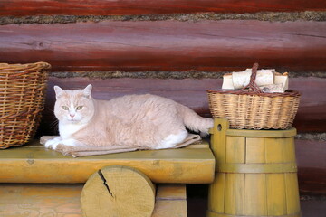 On a terrace of log cabin a ginger cat sits on a wooden yellow bench next to an old yellow barrel between a wicker baskets. 