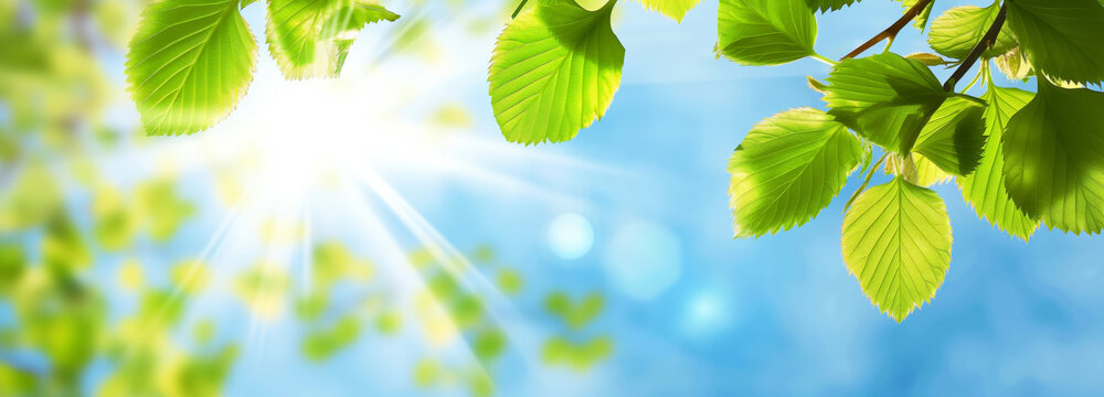 Vibrant green leaves in bright sunlight with a blue sky background. This refreshing springtime image captures the essence of new growth and the beauty of nature’s renewal