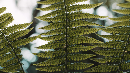 Close-up of a fern leaf from below