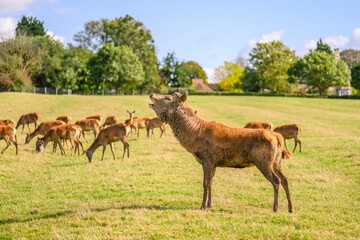a large herd of animals in a field together with the woods behind them