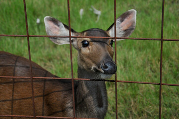 samba deer in a cage at the zoo