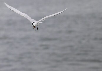 the large bird has very long wings near the water's edge