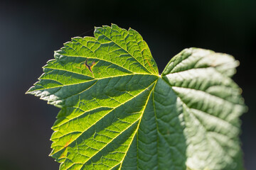 Close-up of a leaf of blackcurrant (ribes nigrum) in the sun