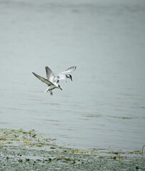 Whiskered Tern soaring in the sky above a tranquil lake