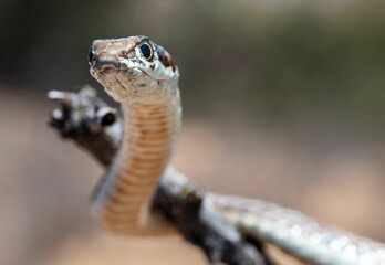 a snake on a stick looks up at the camera while its tongue is out