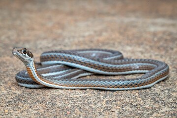 a small snake sitting on the ground with its mouth open